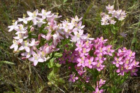 Goldenger za odbijanje alkohola